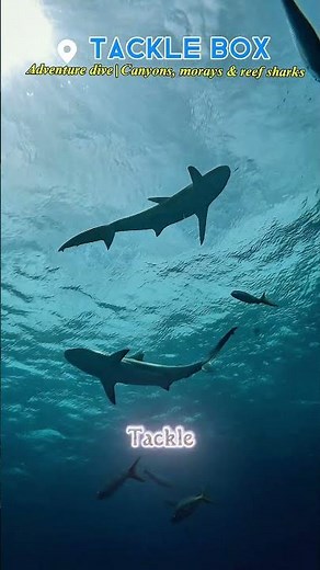 Top 5 Dive Sites to dive from San Pedro!