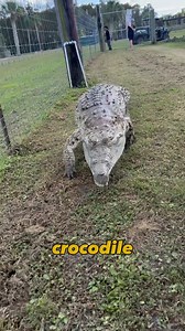 Sometimes I have to distract Lola (Orinoco Crocodile) so that @ven0mmax & @howerton__ can bring in the bag of @mazuri safely. I just turned 28 & im ancient so who wants to be my replacement? @wildfloridairboats #crocodile #crocodiles #reptile #reptiles #reptilesofig #orinoco #alligator #gator #gators #orlando #wildflorida | Daniel Perez