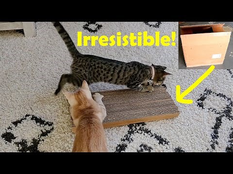 DIY Cat Scratch Board from Cardboards that cats LOVE!