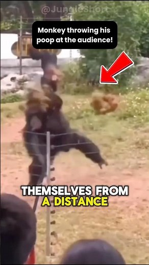 🐒Why Chimpanzees Throw Things at Humans