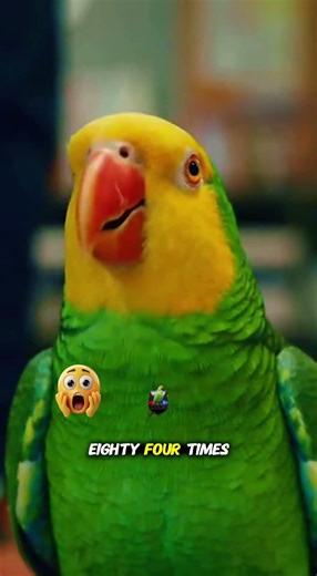 Parrot Typed Squawk 84 times