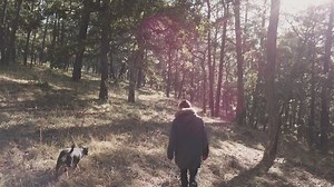 Person and dog walk among trees - Free Stock Video
