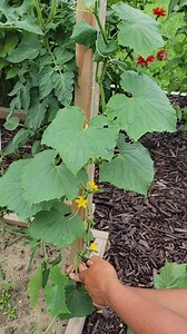2.3M views · 9.2K reactions | Pruning Cucumber For More Harvest #gardeningtips #pruning #cucumber #vegetables #garden | Kabsat | Facebook
