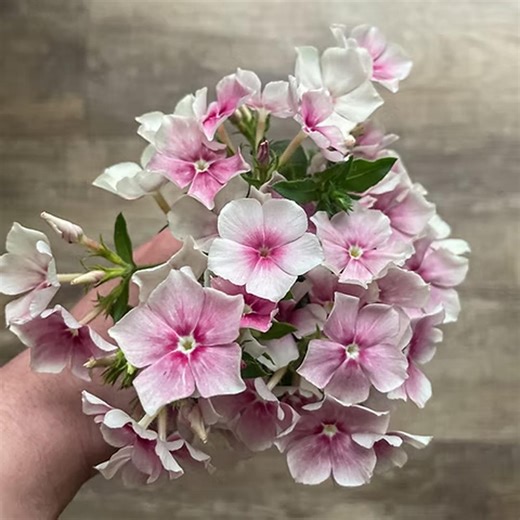 50 Blushing Bride Phlox Seeds | Romantic Soft Pink Blooms, Hardy Perennial Cottage Garden Flower for Borders, Pollinators & Cutting Gardens - Etsy