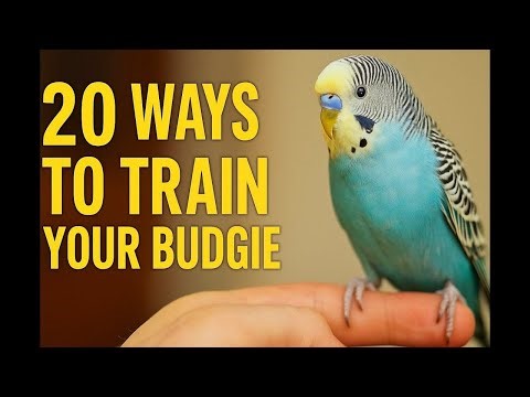 20 Genius Ways to Train Your Budgie Like a Pro! #domesticwildchannel #BudgieTraining