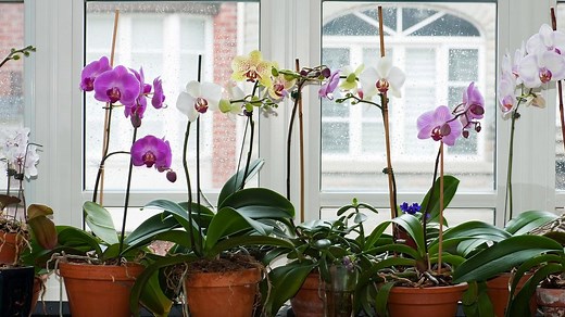 How To Grow A Phalaenopsis Orchid - Bunnings Australia