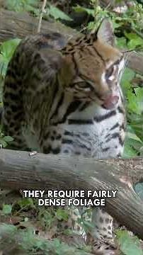 Ocelot: The Mini Jaguar #Ocelot #WildCats #Animals #Nature #Wildlife #Shorts