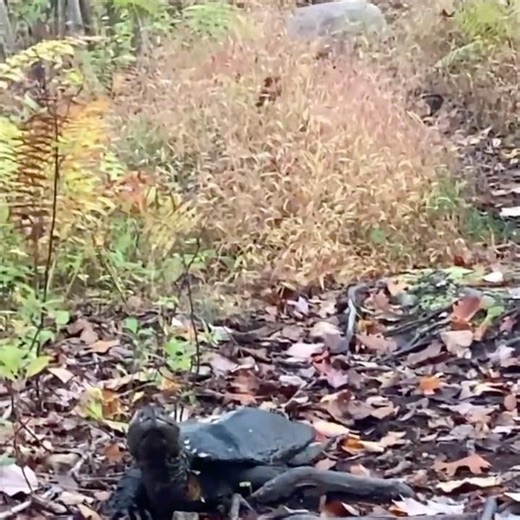 Staring Snapper !!! staying out of his way #snappingturtle #nature #wildlife #shorts