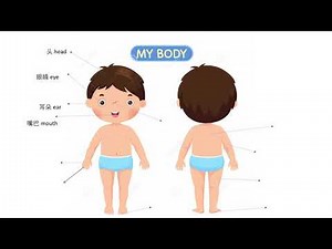 Parts of the body 身体部位名称