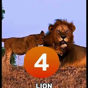6 Rarest Lions in the World You Won’t Believe Exist 😱🦁#lion #wildlife #animalfacts #shorts