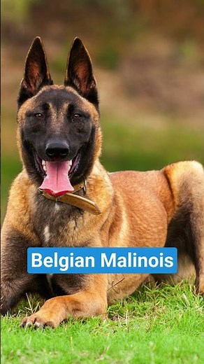 5 Most Protective Dog Breeds