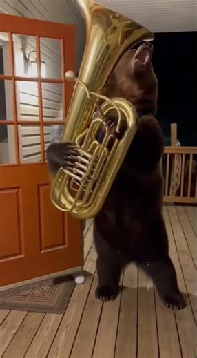 The Bear Musician and The Angry Neighbor