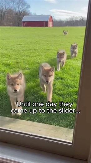 I Found Wolf Pups in My Barn #wolves #animalrescue #wholesome
