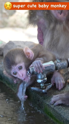 Daily Adventures of Adorable Baby Monkeys