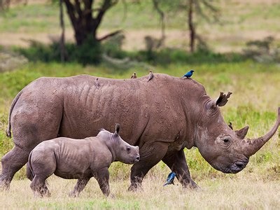 The moment a RHINO casually strolls down the street
