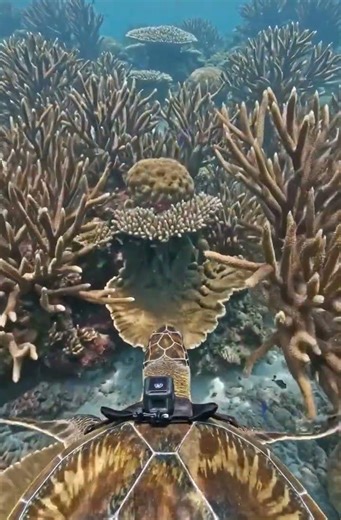Underwater POV From a Sea Turtle Exploring the Reef