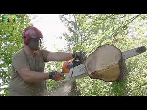 Expert Tree Removal for Homes & Businesses