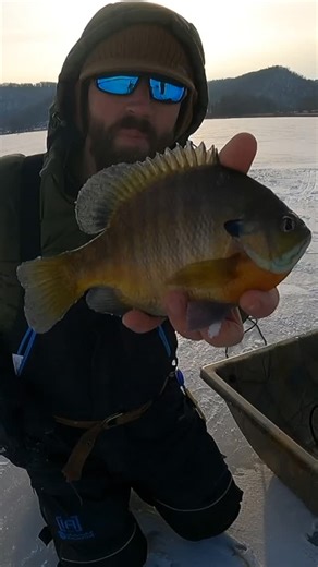 Hunt Fish Camp | Catching Big Bluegills is So Much Fun!!! #Gills #bluegills #icefishing #bigfish #fishfry | Instagram