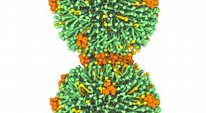 The Mechanism of a Cell-penetrating Peptide is Revealed | Cell And Molecular Biology