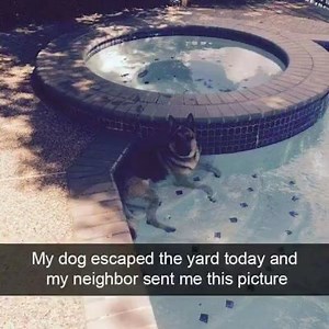102K views · 1.2K reactions | These Snapchats taken by dog owners are totally hilarious! | Seattle Humane | Facebook