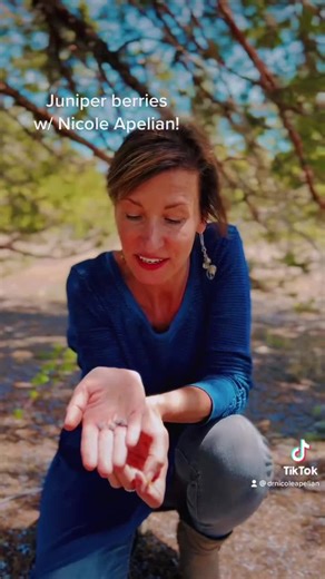 Edible Juniper berries from the Western Juniper (J. occidentalis) for #gin 🌿! Know your tree as not all are #edible but these are. Want to learn more about #herbs and wild foods? Sign up for my informative newsletter on my website. 🌳 Thanks for watching and enjoy!!! 😊💕🌿 . . . . . . . #nicoleapelian #wildmedicine #herbalremedies #aloneshow #nicolesapothecary #foraging #ginandtonic #berries #gin #wildfood #wildfoods #wildberries #juniper #juniperberries | Nicole Apelian