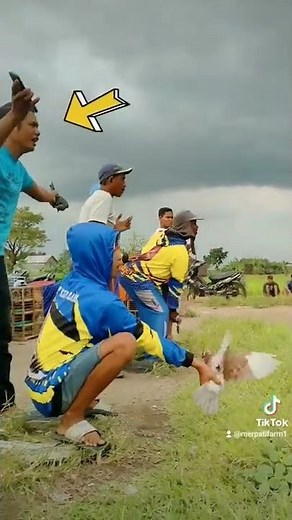 Tiktok Merpati Balap Sprint