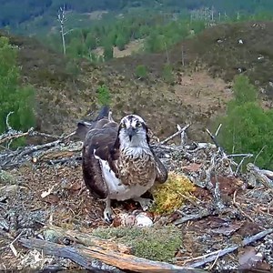 331K views · 3.1K reactions | The moment an osprey chick hatches in the Scottish Highlands  | BBC Scotland News | Facebook