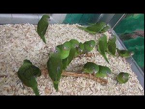 Canary Winged Bee Bee Brotogeris parrot type genu
