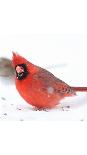 Help scientists study birds by joining the Great Backyard Bird Count! You can make a difference by counting for as little as 15 minutes. Watch this video from the Cornell Lab of Ornithology to learn how to participate—then sign up: https://www.birdcount.org/ | National Audubon Society