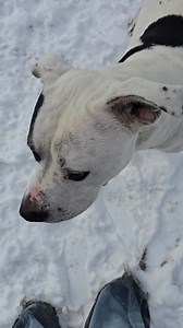 Today's showcase is Chance. He is a 6 1/2 year old neutered American Bulldog mix. He would love to find a family to call his own for this holiday season. He would need to be the only pet in the home and get all of that love! If interested in meeting Chance, you can find him on our website under "Available Dogs". 🐕 🐾 | Delta Animal Shelter