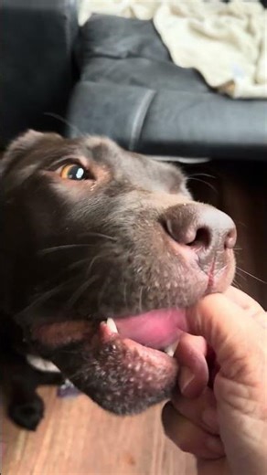 #trephination #caninefungus #aspergillus Please Donate and Share https://gofund.me/9341a1969