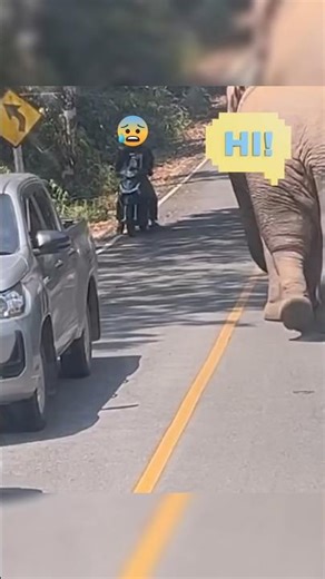 Funny Elephant YouTube Shorts - The Best of Elephants #funny