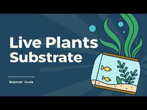 Beginner Aquarium Guide 🌱 How to Set Up Substrate for Live Plants