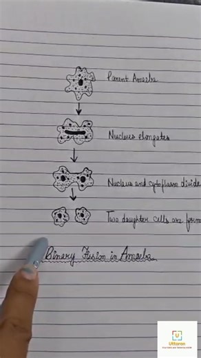 Watch how an Amoeba reproduces through binary fission — a fascinating process of life under the microscope! 匿✨ #ScienceShorts #BiologyFacts #Amoeba #BinaryFission #MicroWorld #ScienceIsFun #LearnScience #EducationalVideo #STEMEducation #ScienceReel #StudyWithMe #ViralReel #ScienceExperiment #ScienceEducation #KnowledgeMatters | Uttaran - Four Walls and Tomorrow Inside | Facebook