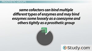 Cofactors vs. Coenzymes | Definition, Differences & Examples - Video | Study.com