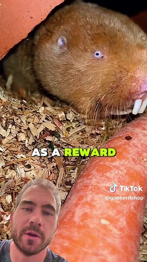 Mole Rat Basics: Science & History