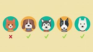 12K views · 152 reactions | Discover how to choose the right size collar for your pup every time! | HotDogCollars.com | Facebook