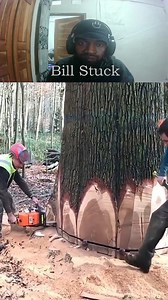Professional Timber Felling 🌲 #treefelling #logger #logging #fypreels | Bill Stuck