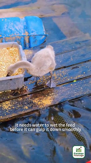 A beautiful misunderstanding | Field to Feast