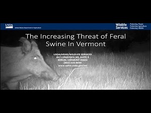The Increasing Threat of Feral Swine in Vermont