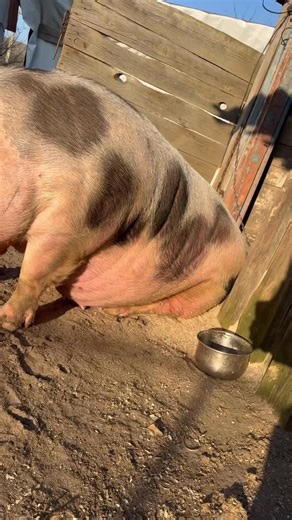 Вставай і йди #villagelife #diy #pig #farm #animals #farming #village #animal | Trannig class