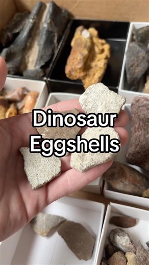 Saltasaurus Dinosaur Eggshell Fossils