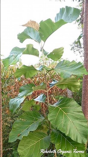 Teak tree after 1 year of planting
