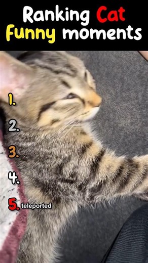 cats are getting out of control