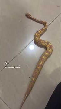Ball python infotainment #ballpython #ballpythonsofinstagram #ballpythonmorph