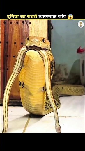 Why Doesn’t the King Cobra Attack Humans on Sight? 😱