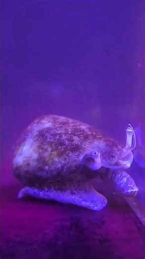 The deadliest 'seashell' in the world... 🐚💀