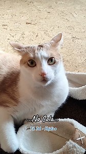 ihr Lieben 🤣🤣#humor #lustig #katzenvideos #katzenvideo #tierliebe #katze #katzenliebe❤ #lebenmitkatzen♥️ #meinbaby❤ #ilovemycatsomuch❤️ #ilovemycat #inlove❤️ | Zitierbares Universum