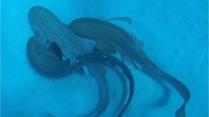 Lazy Lovers! Leopard Sharks Filmed Mating For The First Time
