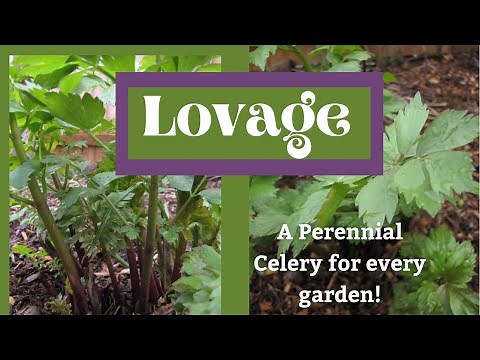 Lovage: Perennial Celery, Perfect for Food Forests, Veggie Gardens, & Fruit Guilds